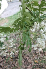 Montanoa bipinnatifida