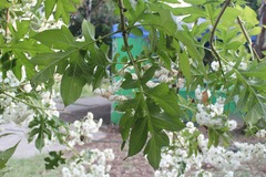 Montanoa bipinnatifida