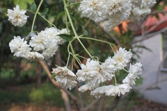 Montanoa bipinnatifida