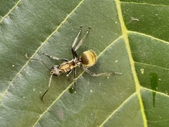 Polyrhachis militaris
