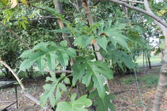 Montanoa bipinnatifida