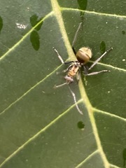 Polyrhachis militaris