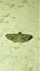 Chloroclystis mniochroa