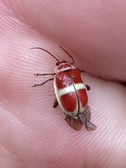 Asphaera discicollis