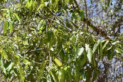 Damburneya salicifolia