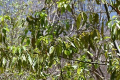 Damburneya salicifolia