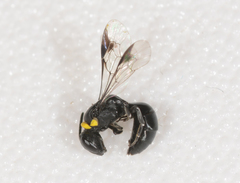 Hylaeus primulipictus