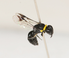 Hylaeus primulipictus