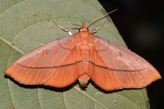 Midilinae
