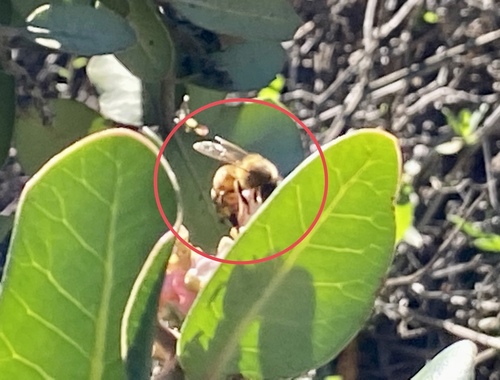 iNaturalist observation photo of Western Honey Bee