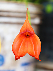 Masdevallia