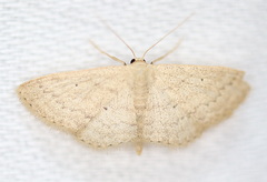 Scopula hypochra