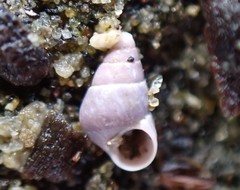 Eatoniella