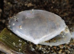 Scalpomactra scalpellum