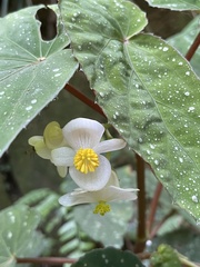 Begonia lukuana