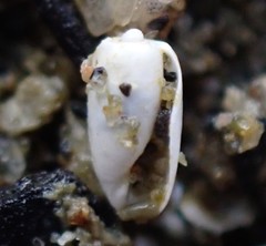 Retusa oruaensis