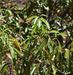 Damburneya salicifolia