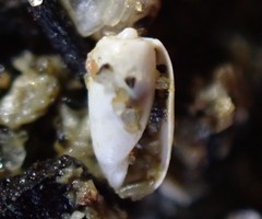Retusa oruaensis