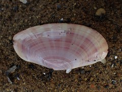 Gari convexa
