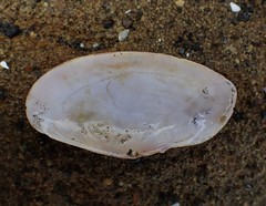Gari convexa