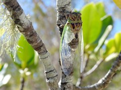 Arunta interclusa