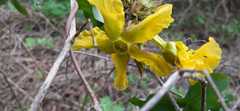 Prestonia mollis