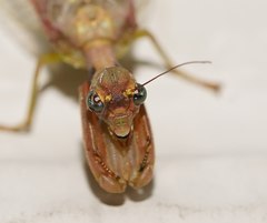 Ditaxis meridiei