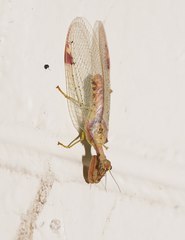 Ditaxis meridiei