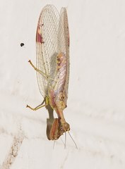 Ditaxis meridiei