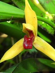 Maxillaria nasuta