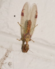 Ditaxis meridiei