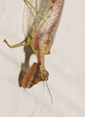Ditaxis meridiei