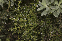 Lepidoceras chilense