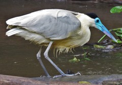 Capped Heron photo 5
