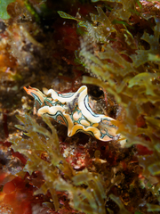 Sagaminopteron psychedelicum