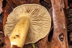 Tricholoma odorum