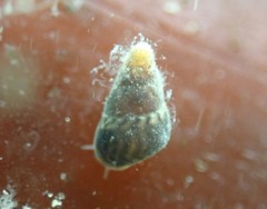 Eatoniella