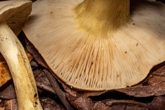 Tricholoma odorum