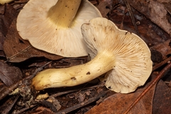 Tricholoma odorum