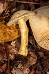 Tricholoma odorum