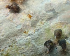 Eatoniella
