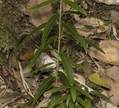 Diplolepis pachyphylla