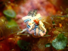 Sagaminopteron psychedelicum