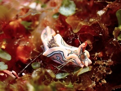 Sagaminopteron psychedelicum