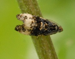 Endothenia