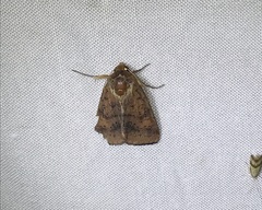 Australothis rubrescens