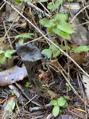Craterellus calicornucopioides