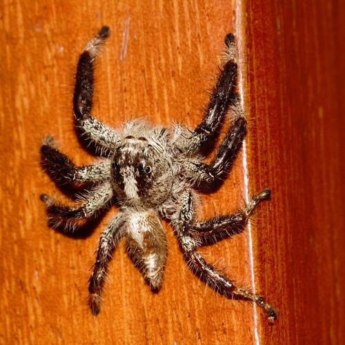 Hyllus treleaveni