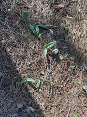 Piperia