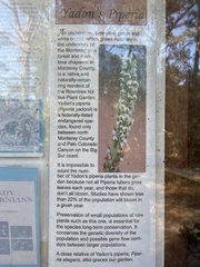 Piperia